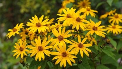 Radiant yellow Jerusalem artichoke flowers bloom in a lush green garden setting
