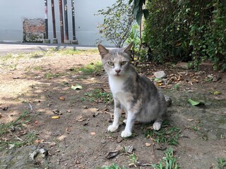 Obraz premium Gray and white cat sitting in a grassy outdoor area
