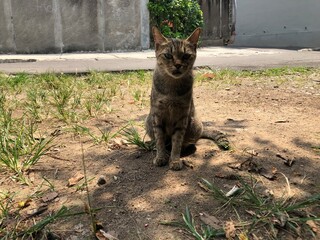 Tabby cat sitting outdoors on a sunny day