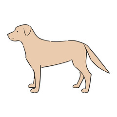 大型犬（ゴールデンレトリバー）のイラスト