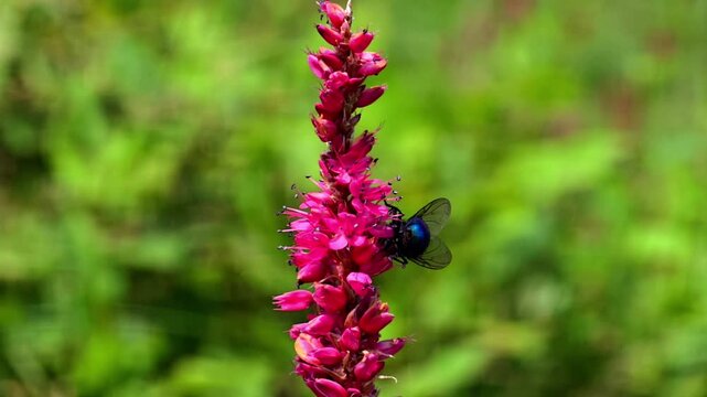 Blue Bottle Fly (Calliphora vomitoria) Collecting Nectar from Red Bistort (Bistorta amplexicaulis) &ndash; 120fps Slow Motion Footage