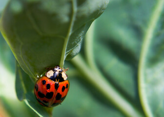 Harlequin ladybug on a brussel sprout leaf