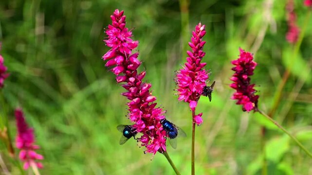 Blue Bottle Fly (Calliphora vomitoria) Collecting Nectar from Red Bistort (Bistorta amplexicaulis) &ndash; 120fps Slow Motion Footage