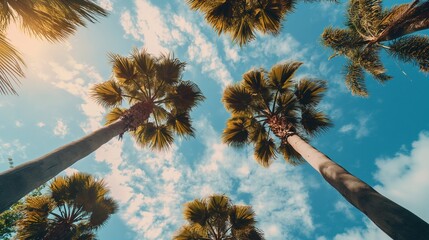 Obraz premium Stunning palm trees reach towards a bright blue sky filled with wispy white clouds, evoking tropical paradise