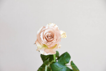 コーラルピンクのばら