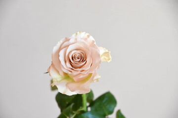 コーラルピンクのばら