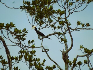 Anthracoceros albirostris bird perched on a branch of the Rhizopora apiculata tree.