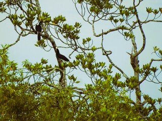 Anthracoceros albirostris bird perched on a branch of the Rhizopora apiculata tree.
