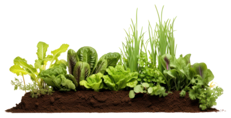 PNG Vegetable garden outdoors lettuce nature.