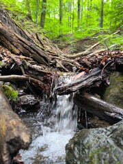 Fototapeta premium waterfall in the forest