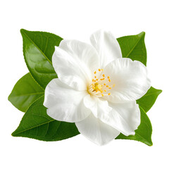A close-up photograph of a delicate white jasmine flower with its glossy green leaves