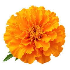 A close-up image of a vibrant orange marigold flower