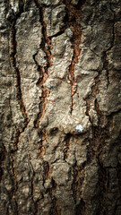 tree bark texture in the land yard