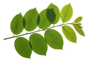 Fototapeta premium A vibrant green branch with numerous leaves, each detailed with water droplets, isolated on a clean white background