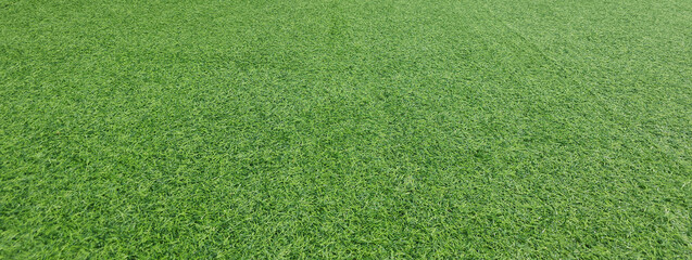Expansive green grass area ideal for outdoor activities in a sunny environment concept