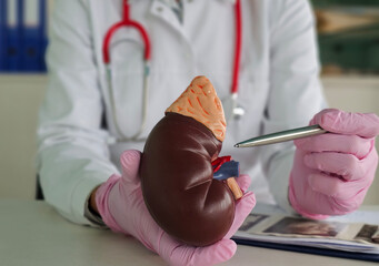 Detailed examination of a kidney model during a medical demonstration in a laboratory