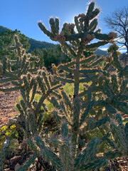 Backlit Mature Cholla Cactus, NM 2023