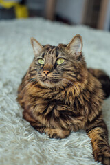 Young cute longhair bengal cat laying on the white blanket indoors.