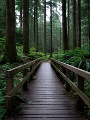 Obraz premium Exploring tranquil forest paths pacific northwest nature photography lush environment serene viewpoint outdoor adventure