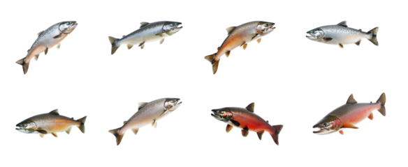 Collection of Salmon turning Changes direction mid-swim with a swift flick of the body. full length isolate on transparent background