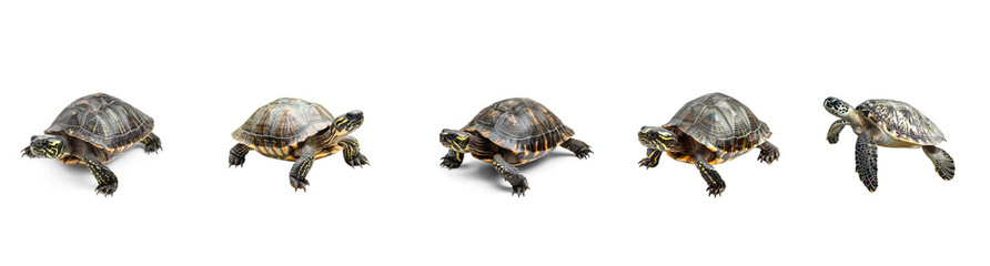 Fototapeta premium Collection of Turtle resting A turtle sits or lies quietly, body relaxed, often tucked into its shell. full length isolate on transparent background