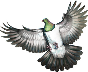 Kererū in mid-flight, wings spread wide showcasing its large body and distinctive iridescent green and white plumage.
