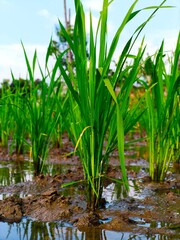 Obraz premium young rice plants in the middle of muddy rice fields