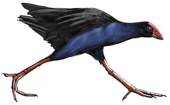 Pūkeko, a vibrant New Zealand swamp hen, standing in wetlands with striking blue plumage and red beak and legs.
