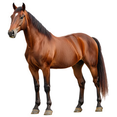 Fototapeta premium Horse standing A horse stands tall with its head high, body alert and tail gently swaying. full length isolate on transparent background