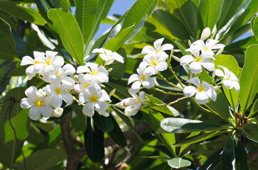White Tropical Frangipani Flowers Blooming in Sunlight