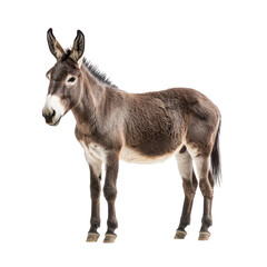 Fototapeta premium Donkey standing A donkey stands firmly with its head slightly lowered and ears perked up. full length isolate on transparent background