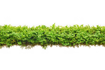 Vibrant green hedge texture, lush foliage, garden border element, natural divider, landscaping design resource, isolated on transparent background
