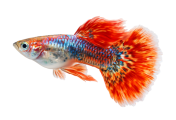 Red guppy fish with beautiful motifs isolated on a transparent background