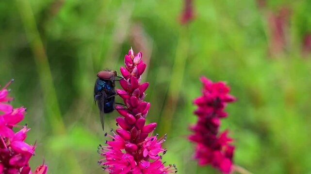 Blue Bottle Fly (Calliphora vomitoria) Collecting Nectar from Red Bistort (Bistorta amplexicaulis) &ndash; 120fps Slow Motion Footage