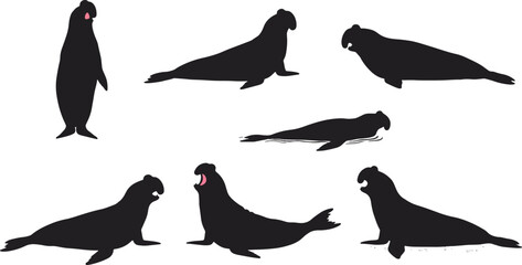 Fototapeta premium Elephant seal silhouettes