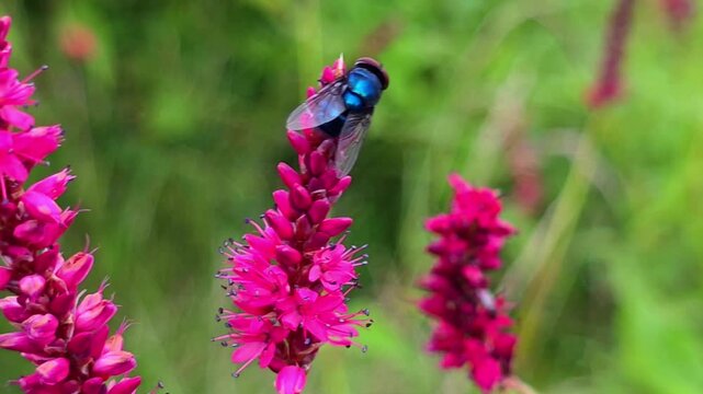Blue Bottle Fly (Calliphora vomitoria) Collecting Nectar from Red Bistort (Bistorta amplexicaulis) &ndash; 120fps Slow Motion Footage
