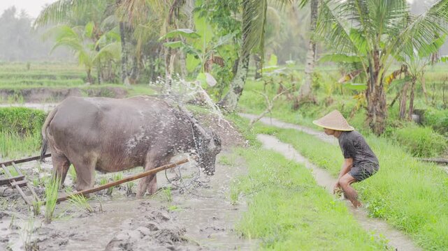 Domestic water buffalo, bubalus bubalis, in rice paddy field, farmer cleaning the animal after plowing the plantation, wooden yoke and farming equipment, Bali, Indonesia, southeast asia