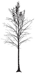 Birch tree without leaves silhouette