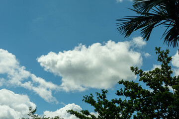 Obraz premium Blue Sky with Fluffy Clouds and Tree Leaves in Frame