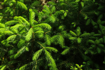 Fir tree branches in forest, closeup