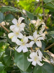 Fototapeta premium white orange jasmine flowers in the garden
