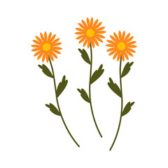 Beautiful yellow daisy flowers with green leaves and petals isolated on a white background