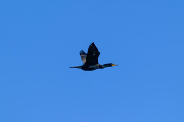 A Double Crested Cormorant in Flight at Pointe Pelee National Park, near Leamington, Ontario, Canada.