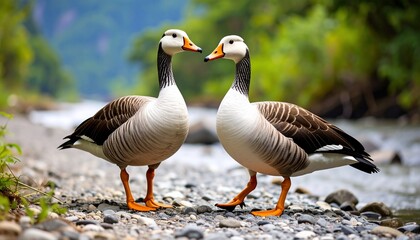 Obraz premium Two Bar-headed Geese by the River