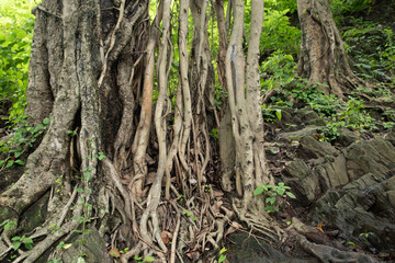 Thick, twisted roots of a tree spread across rugged rocks,  creating a natural pattern of strength and resilience amidst lush green foliage.