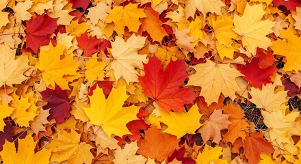 Fototapeta premium A vibrant overhead view of scattered maple leaves in various shades of red, yellow, and orange, creating a colorful autumn carpet on the ground