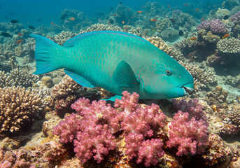 Obraz premium Turquoise fish in coral reef