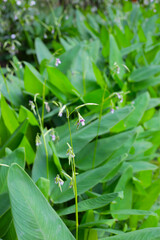Green leaves of thalia geniculata, aquatic plants growing  in a pond.