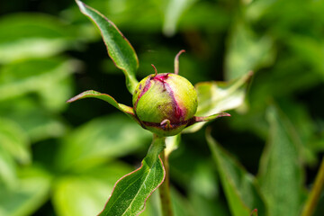 Obraz premium bud of peony flower