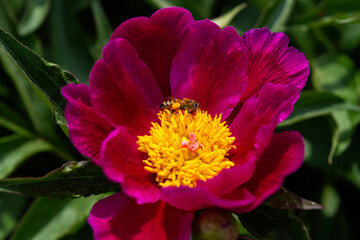 honey bee on the peony flower